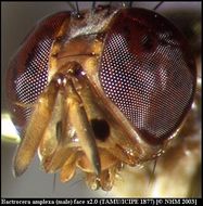 Image of Bactrocera amplexa (Munro 1984)