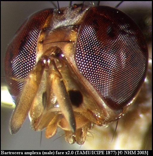 Image of Bactrocera amplexa (Munro 1984)