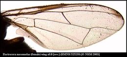 Image of Bactrocera mesomelas (Bezzi 1908)