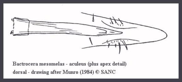 Image of Bactrocera mesomelas (Bezzi 1908)