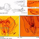 Image of Bactrocera mesomelas (Bezzi 1908)