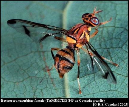 Image of Melon fly