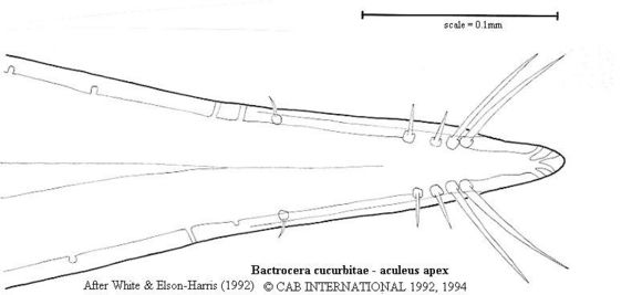 Bactrocera cucurbitae (Coquillett 1899) resmi