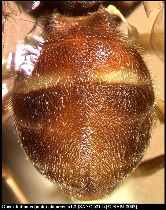 Image of Dacus botianus (Munro 1984)