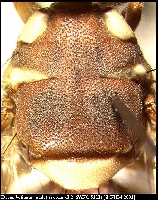 Image of Dacus botianus (Munro 1984)