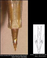 Plancia ëd Dacus serratus (Munro 1984)