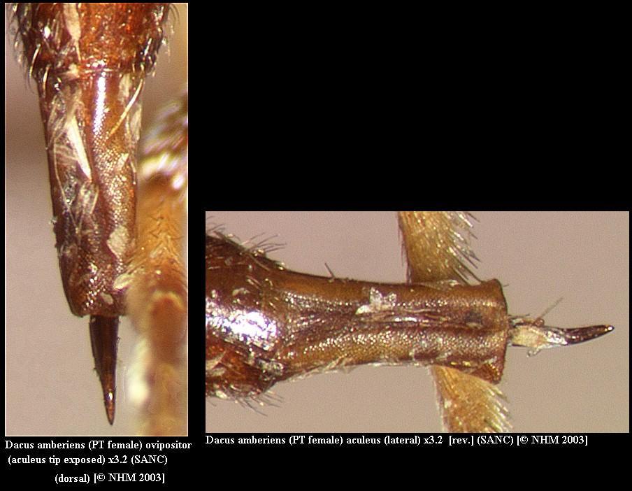 Image of Dacus amberiens (Munro 1984)