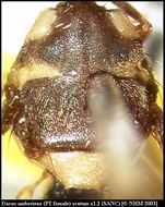 Image of Dacus amberiens (Munro 1984)