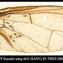 Plancia ëd Dacus amberiens (Munro 1984)