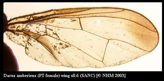 Image of Dacus amberiens (Munro 1984)