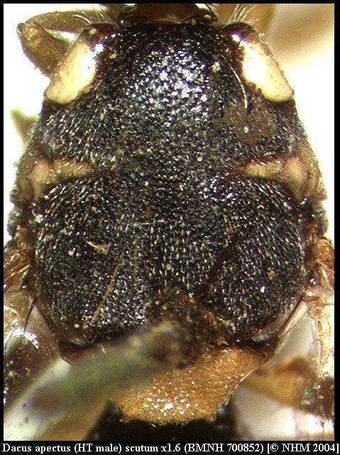 Image of Dacus apectus White 2006