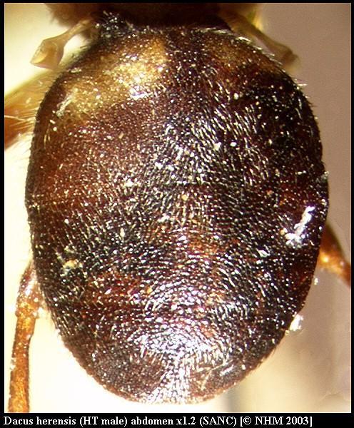 Image of Dacus herensis (Munro 1984)