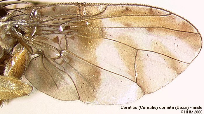 Image of Ceratitis cornuta (Bezzi 1924)