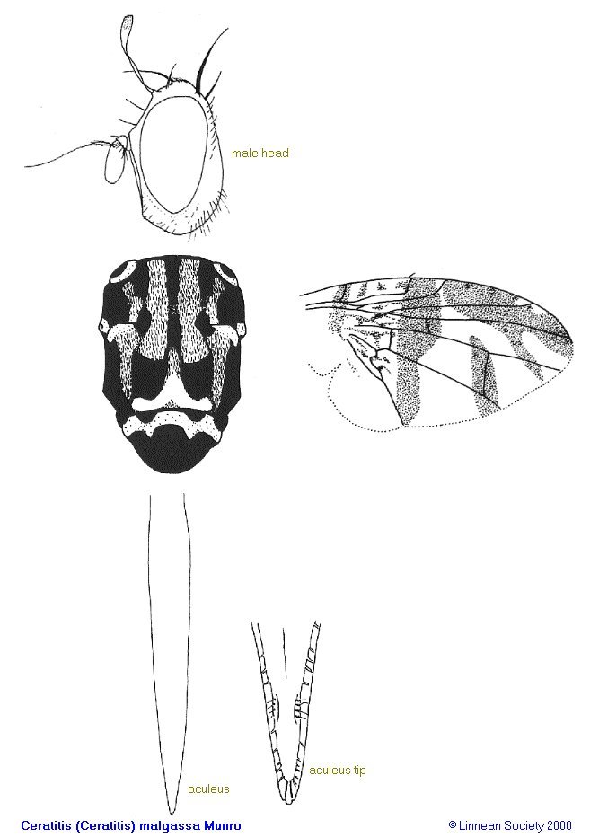 Image of Ceratitis malgassa Munro 1939