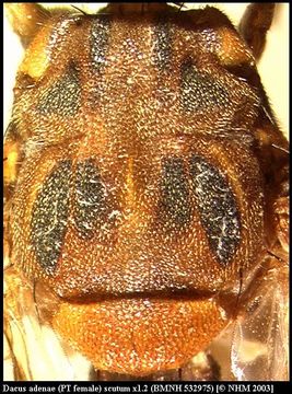 Image of Dacus adenae (Hering 1940)