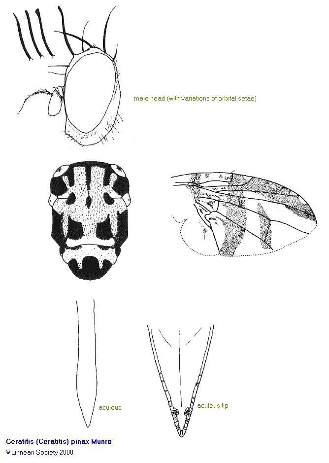 Image of Ceratitis pinax Munro 1933