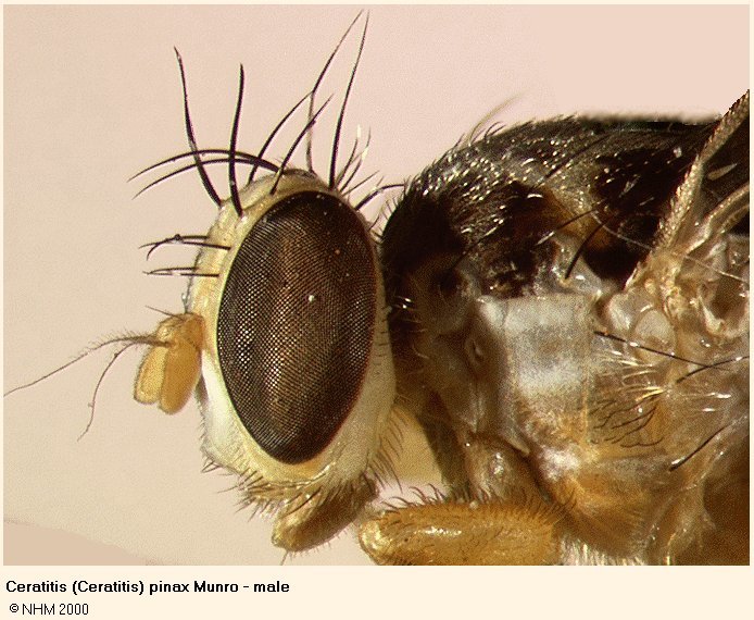 Image of Ceratitis pinax Munro 1933