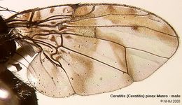 Image of Ceratitis pinax Munro 1933