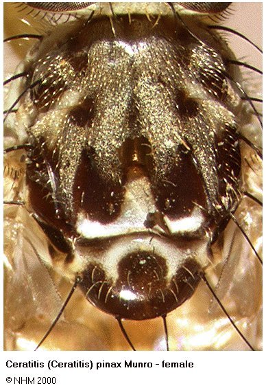 Image of Ceratitis pinax Munro 1933