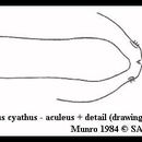 Plancia ëd Dacus cyathus (Munro 1984)