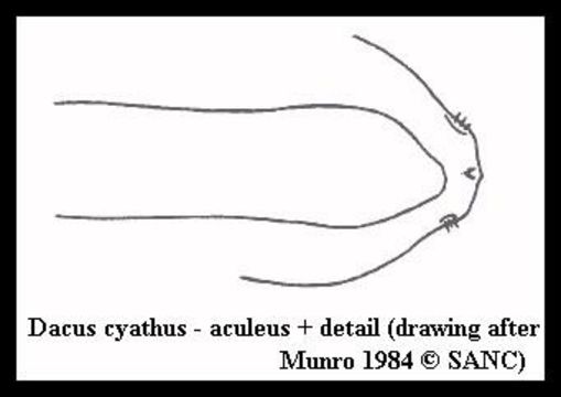 Image of Dacus cyathus (Munro 1984)