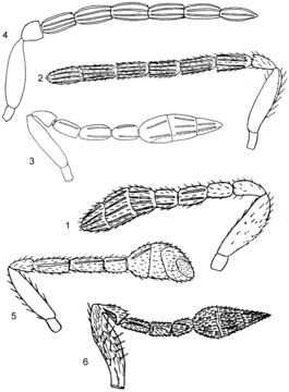 Sivun <i>Encarsia aleurodici</i> (Girault 1916) kuva