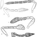 صورة <i>Encarsia narroi</i> Gómez & García 2000