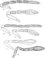 Image of <i>Encarsia noyesi</i> (Hayat 1983)