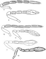 Sivun <i>Encarsia pithecura</i> (Polaszek 1999) kuva