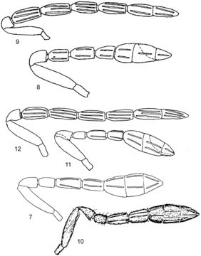 Image of <i>Encarsia pithecura</i> (Polaszek 1999)