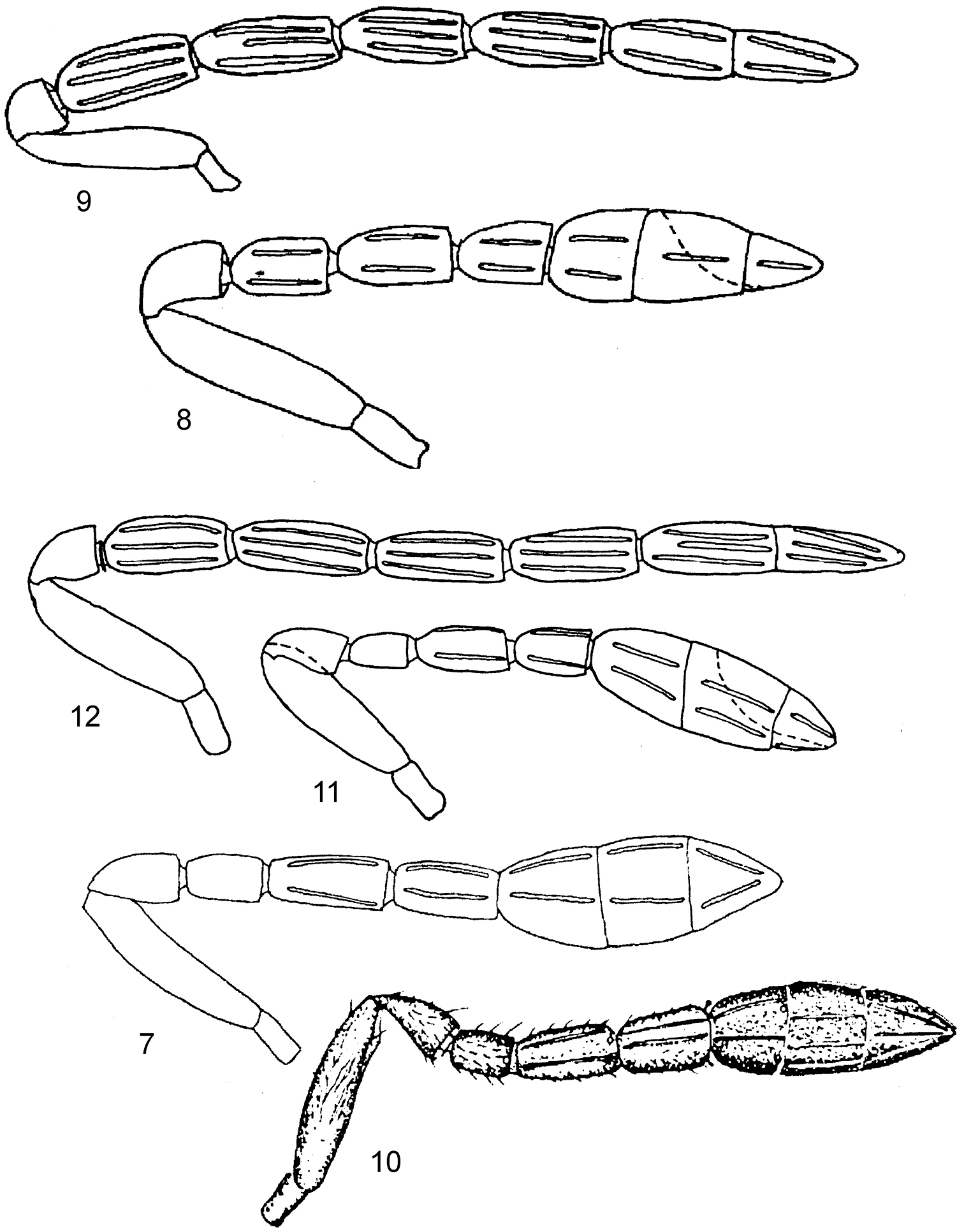 Sivun <i>Encarsia tamaulipeca</i> (Myartseva & Coronado-Blanco 2002) kuva
