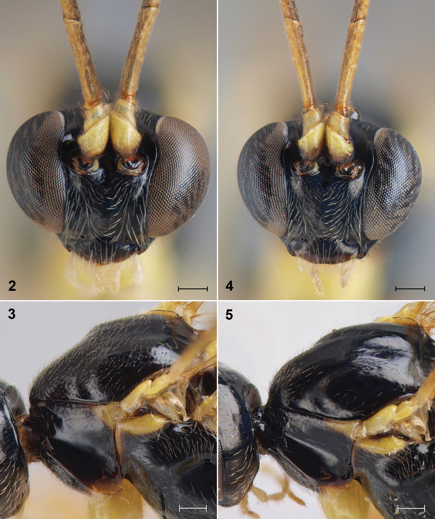 Image de Polysphincta longa Kasparyan 1976