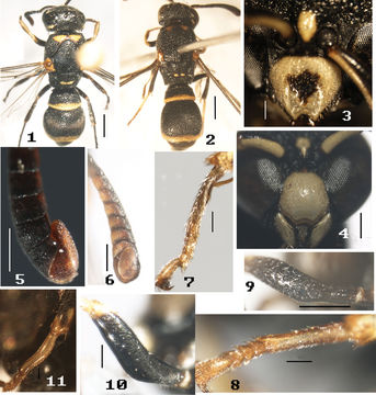 Image de <i>Subancistrocerus compressus</i> Li & Chen