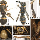 Image de <i>Subancistrocerus jinghongensis</i> Li & Chen