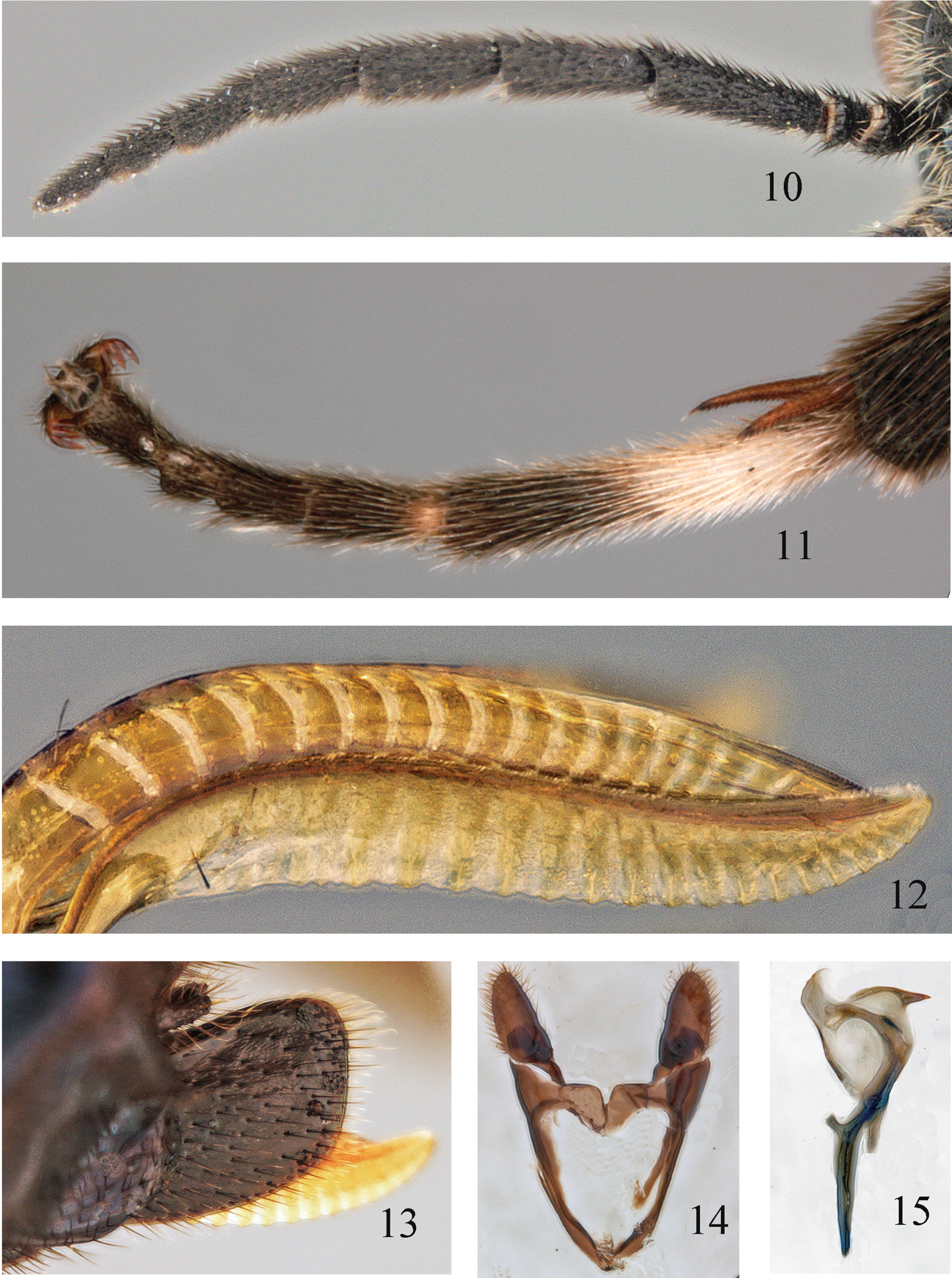 Image of <i>Formosempria varipes</i> Takeuchi