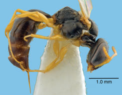 Sivun Spilomena socialis Matthews ex Turillazzi et al. 2014 kuva