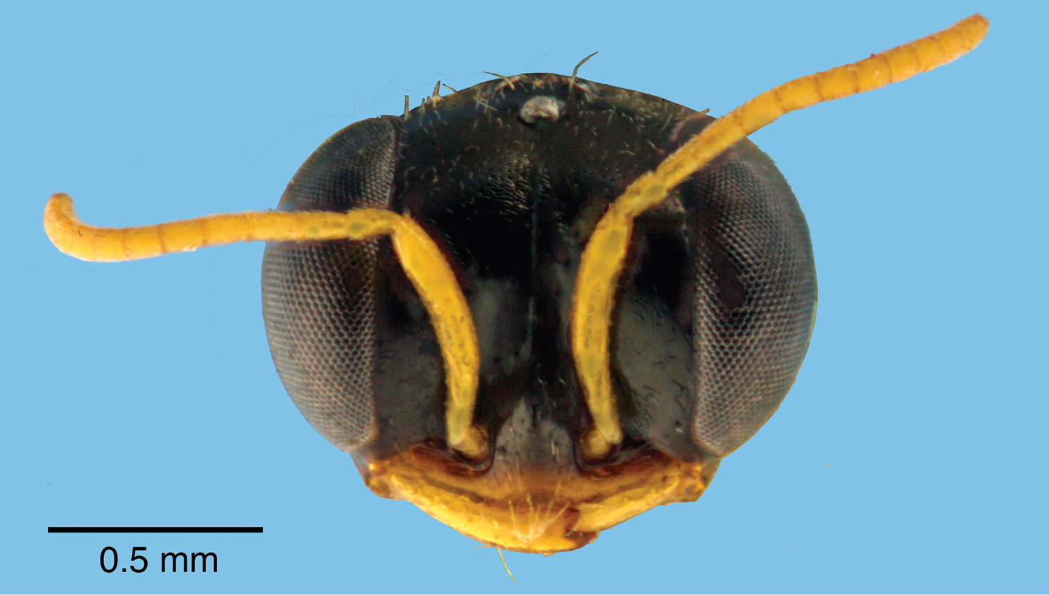 Sivun Spilomena socialis Matthews ex Turillazzi et al. 2014 kuva