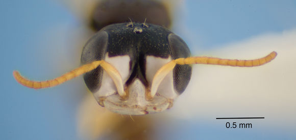 Image of Spilomena socialis Matthews ex Turillazzi et al. 2014