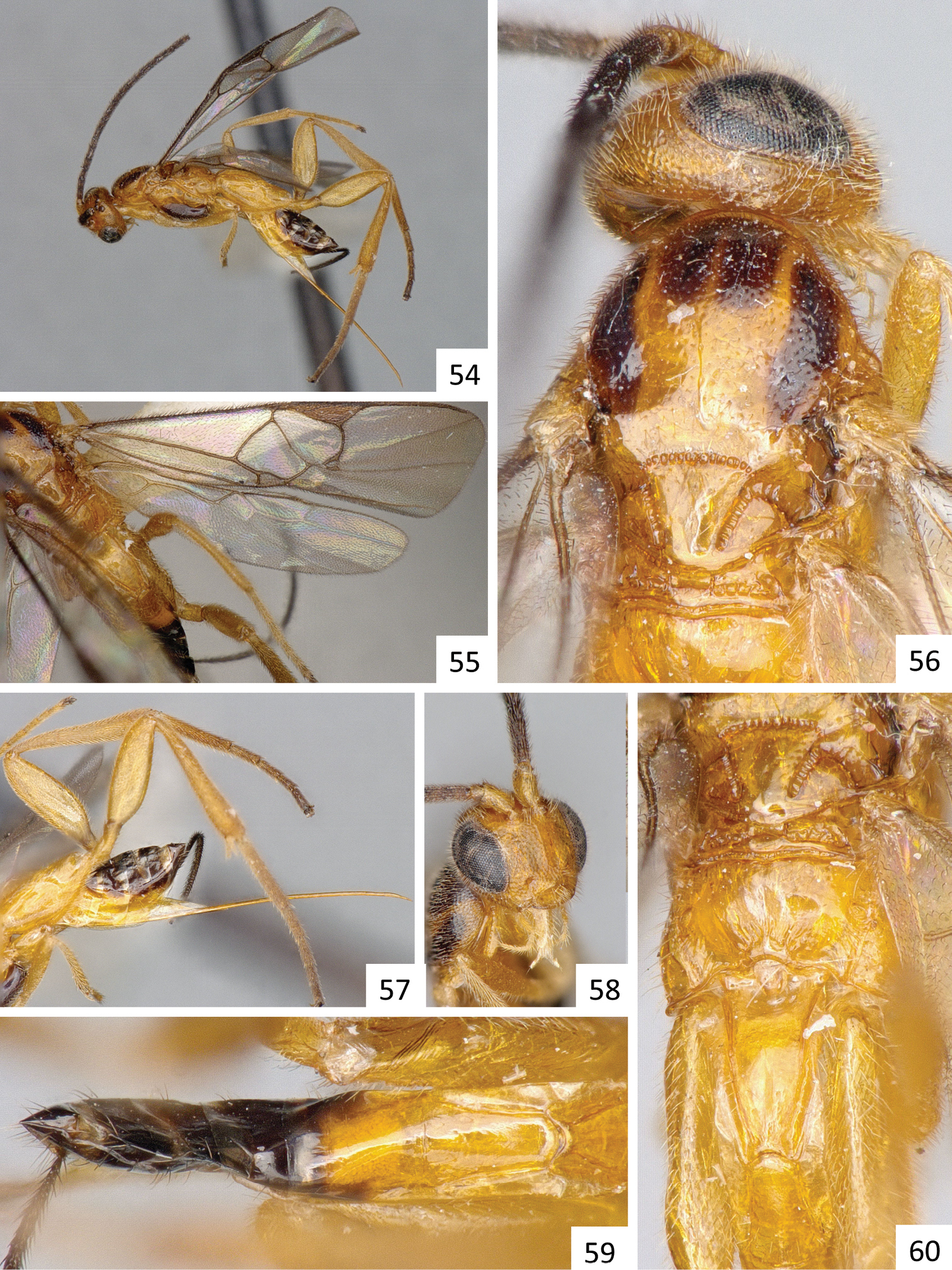 Image of Sendaphne paranaensis Scatolini & Penteado-Dias 1999