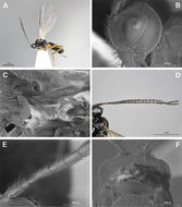 Plancia ëd <i>Dinotrema cavernicola</i> Peris-Felipo