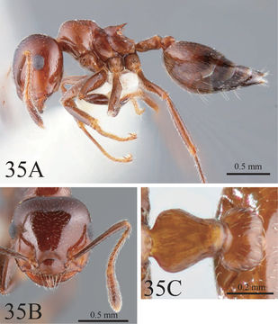 Image of Crematogaster tumidula Emery 1900