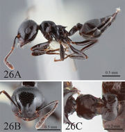 Crematogaster aberrans Forel 1892 resmi