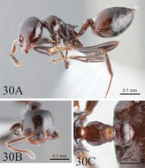 Image of Crematogaster ebenina Forel 1902