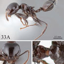 Image of Crematogaster pia Forel 1911