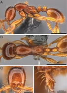 Image of <i>Aenictus yangi</i> Liu, Garcia, Peng & Economo 2015