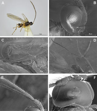 Image of <i>Aphaereta elongata</i> Peris-Felipo