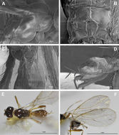 Image of <i>Aphaereta elongata</i> Peris-Felipo