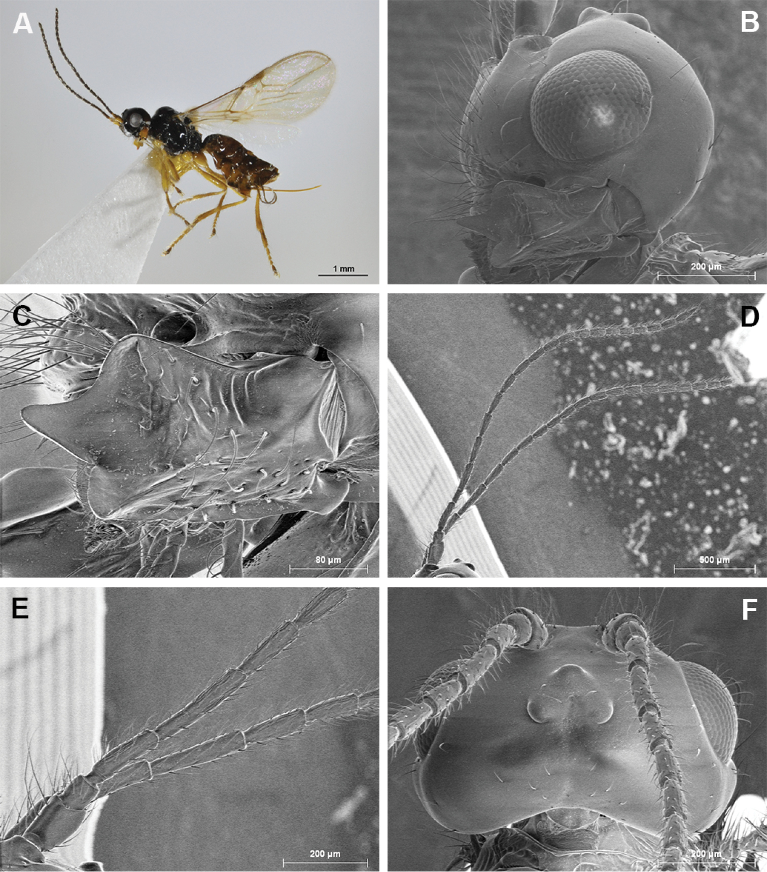 Image of <i>Aphaereta hararensis</i> Peris-Felipo