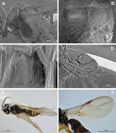 Image of <i>Aphaereta hararensis</i> Peris-Felipo