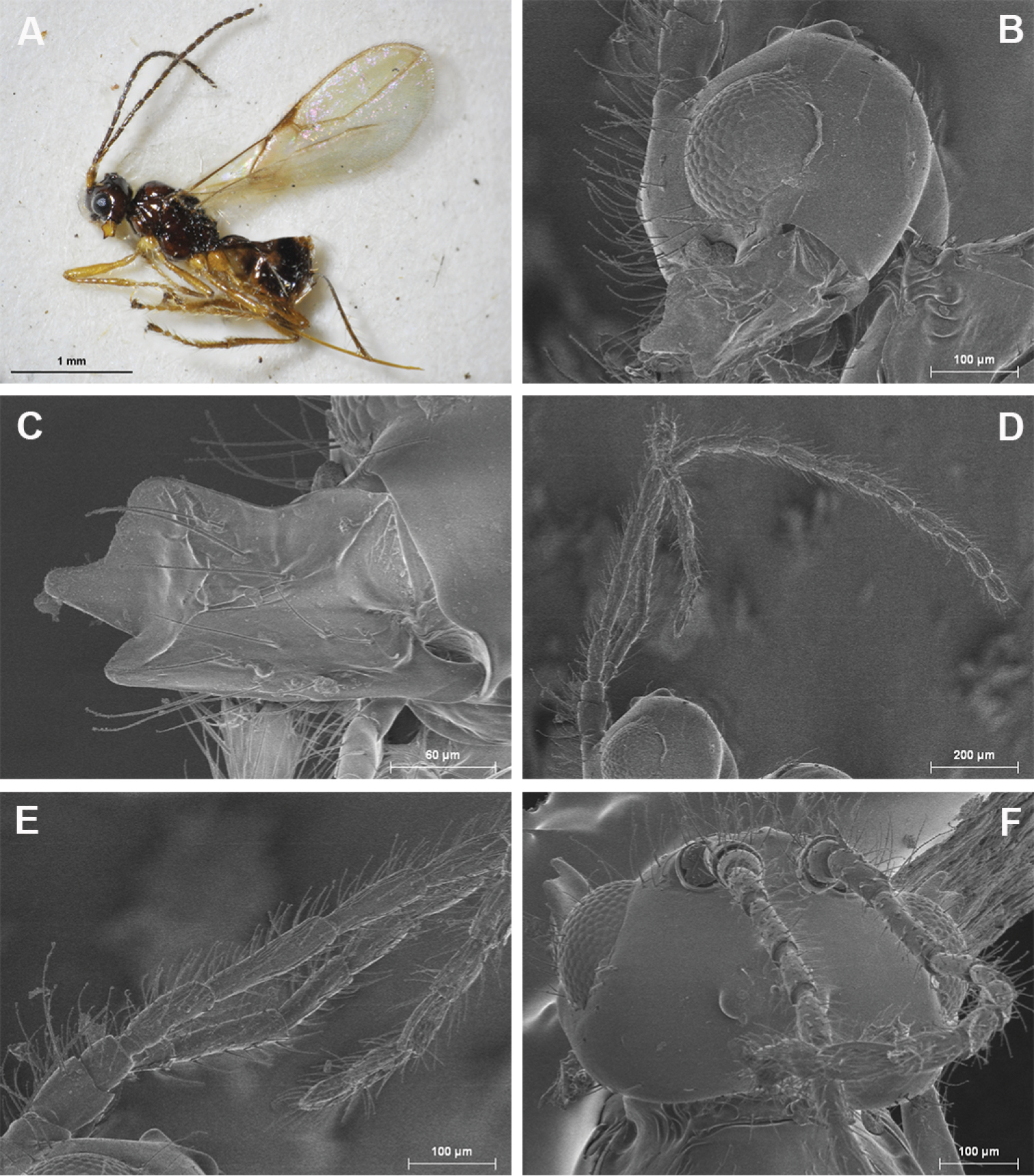 Image of <i>Aphaereta mosselensis</i> Peris-Felipo